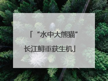 “水中大熊猫”长江鲟重获生机