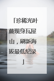 珍稀光叶蕨现身瓦屋山，刷新海拔最低纪录