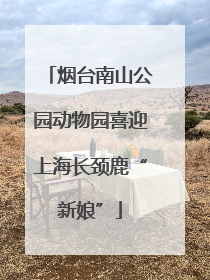 烟台南山公园动物园喜迎上海长颈鹿“新娘”