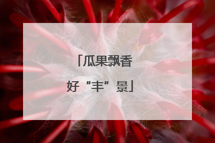 瓜果飘香 好“丰”景
