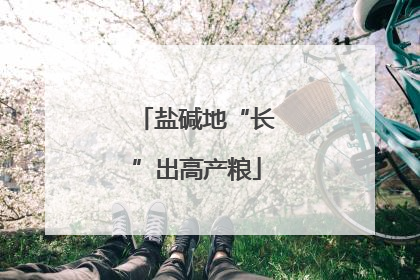 盐碱地“长”出高产粮
