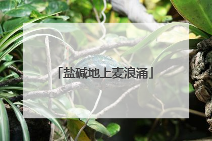 盐碱地上麦浪涌