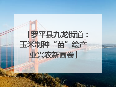 罗平县九龙街道：玉米制种“苗”绘产业兴农新画卷