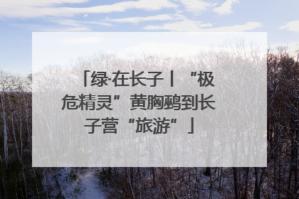 绿·在长子丨“极危精灵”黄胸鹀到长子营“旅游”