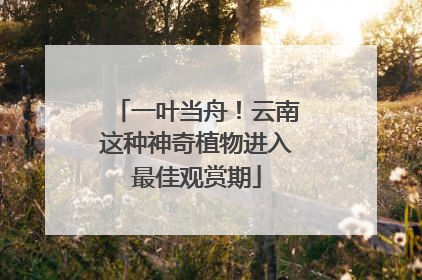 一叶当舟！云南这种神奇植物进入最佳观赏期