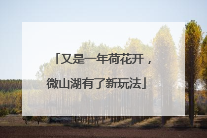 又是一年荷花开，微山湖有了新玩法