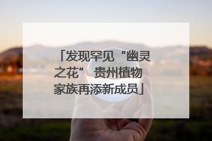 发现罕见“幽灵之花” 贵州植物家族再添新成员