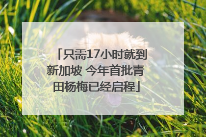 只需17小时就到新加坡 今年首批青田杨梅已经启程