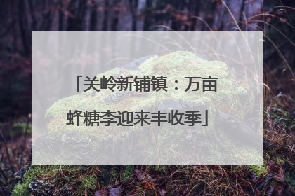 关岭新铺镇：万亩蜂糖李迎来丰收季