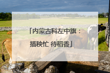 内蒙古科左中旗：插秧忙 待稻香