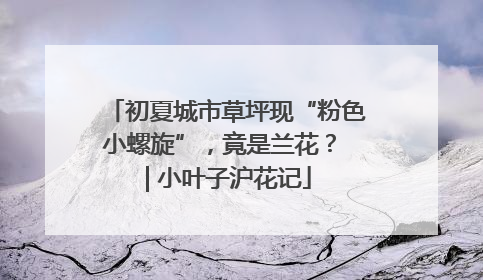初夏城市草坪现“粉色小螺旋”，竟是兰花？ | 小叶子沪花记