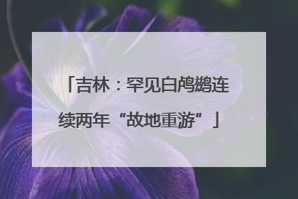 吉林：罕见白鸬鹚连续两年“故地重游”