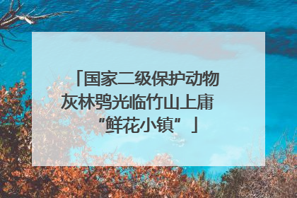 国家二级保护动物灰林鸮光临竹山上庸“鲜花小镇”