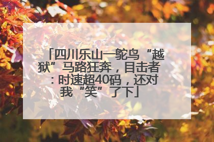 四川乐山一鸵鸟“越狱”马路狂奔，目击者：时速超40码，还对我“笑”了下