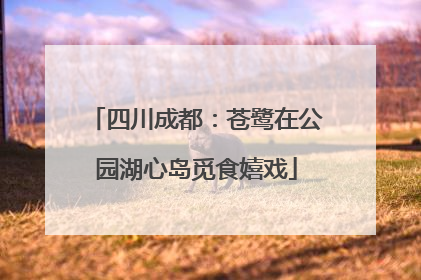四川成都：苍鹭在公园湖心岛觅食嬉戏