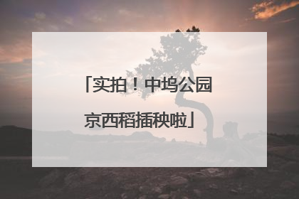 实拍！中坞公园京西稻插秧啦