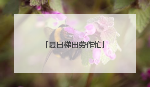 夏日梯田劳作忙