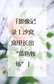 影像记录丨沙窝窝里长出“蓝色牧场”