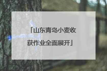 山东青岛小麦收获作业全面展开