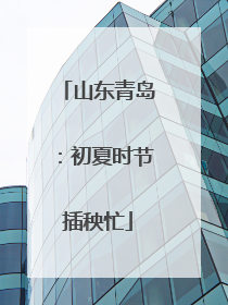 山东青岛：初夏时节插秧忙