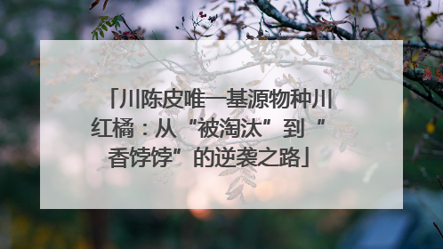 川陈皮唯一基源物种川红橘：从“被淘汰”到“香饽饽”的逆袭之路