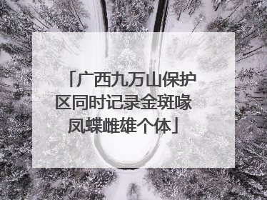广西九万山保护区同时记录金斑喙凤蝶雌雄个体
