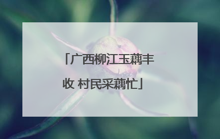 广西柳江玉藕丰收 村民采藕忙