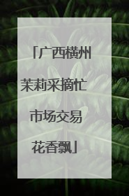 广西横州茉莉采摘忙 市场交易花香飘