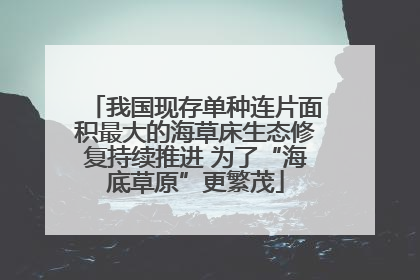 我国现存单种连片面积最大的海草床生态修复持续推进 为了“海底草原”更繁茂