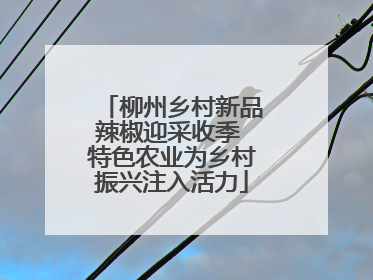 柳州乡村新品辣椒迎采收季 特色农业为乡村振兴注入活力