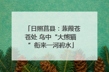 日照莒县：蒹葭苍苍处 鸟中“大熊猫”衔来一河碧水