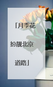 月季花扮靓北京道路