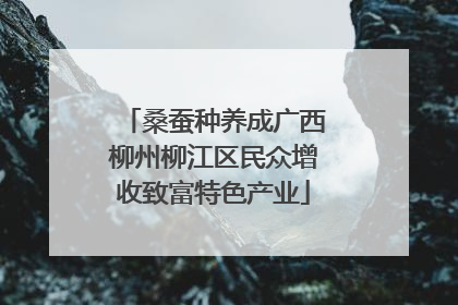 桑蚕种养成广西柳州柳江区民众增收致富特色产业