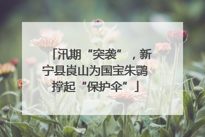 汛期“突袭”，新宁县崀山为国宝朱鹮撑起“保护伞”