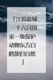 江苏盐城：十六只国家一级保护动物东方白鹳放归自然