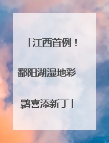 江西首例！鄱阳湖湿地彩鹮喜添新丁