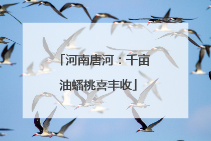 河南唐河：千亩油蟠桃喜丰收