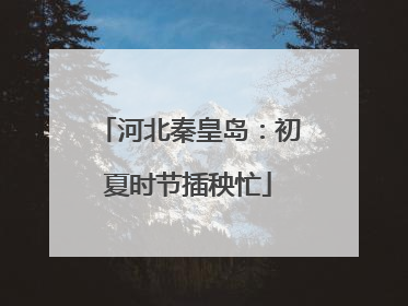 河北秦皇岛：初夏时节插秧忙