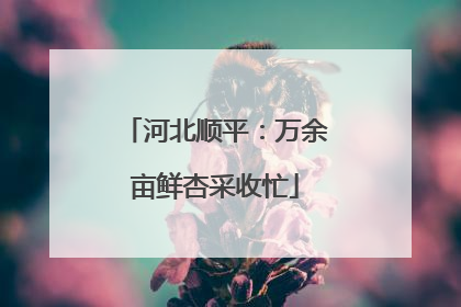 河北顺平：万余亩鲜杏采收忙