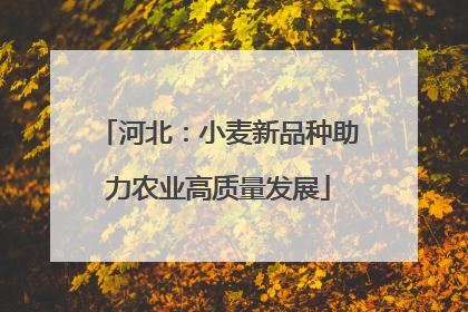 河北：小麦新品种助力农业高质量发展