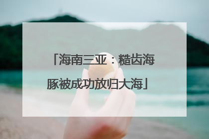 海南三亚：糙齿海豚被成功放归大海