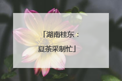 湖南桂东：夏茶采制忙