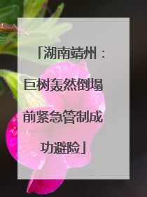 湖南靖州：巨树轰然倒塌前紧急管制成功避险