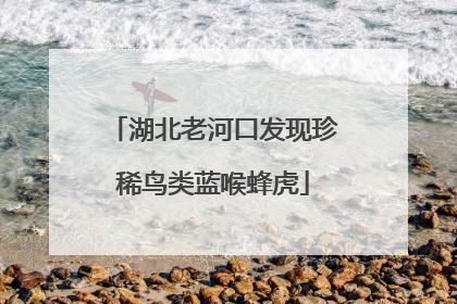湖北老河口发现珍稀鸟类蓝喉蜂虎