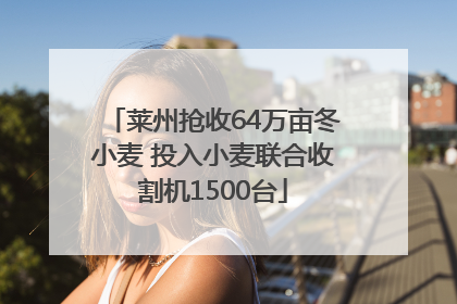 莱州抢收64万亩冬小麦 投入小麦联合收割机1500台