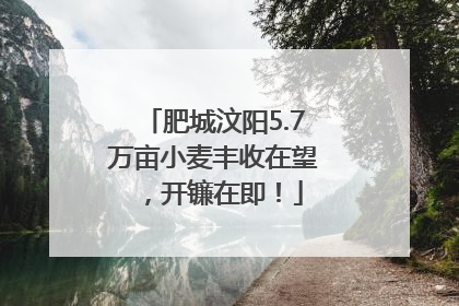 肥城汶阳5.7万亩小麦丰收在望，开镰在即！