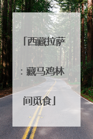 西藏拉萨：藏马鸡林间觅食