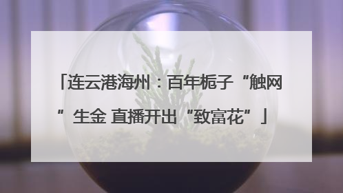 连云港海州：百年栀子“触网”生金 直播开出“致富花”