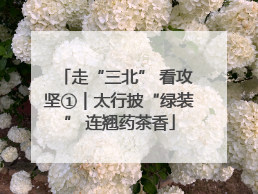 走“三北” 看攻坚①｜太行披“绿装” 连翘药茶香