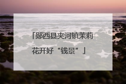 郧西县夹河镇茉莉花开好“钱景”